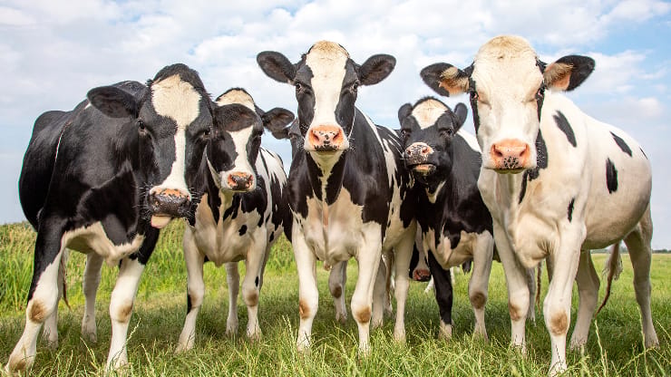 Dairy cattle