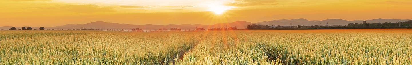 Field at sunset