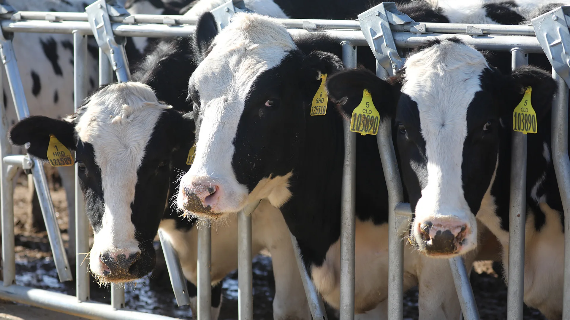 Photo of dairy cows feeding along a metal fence in a farm lot
