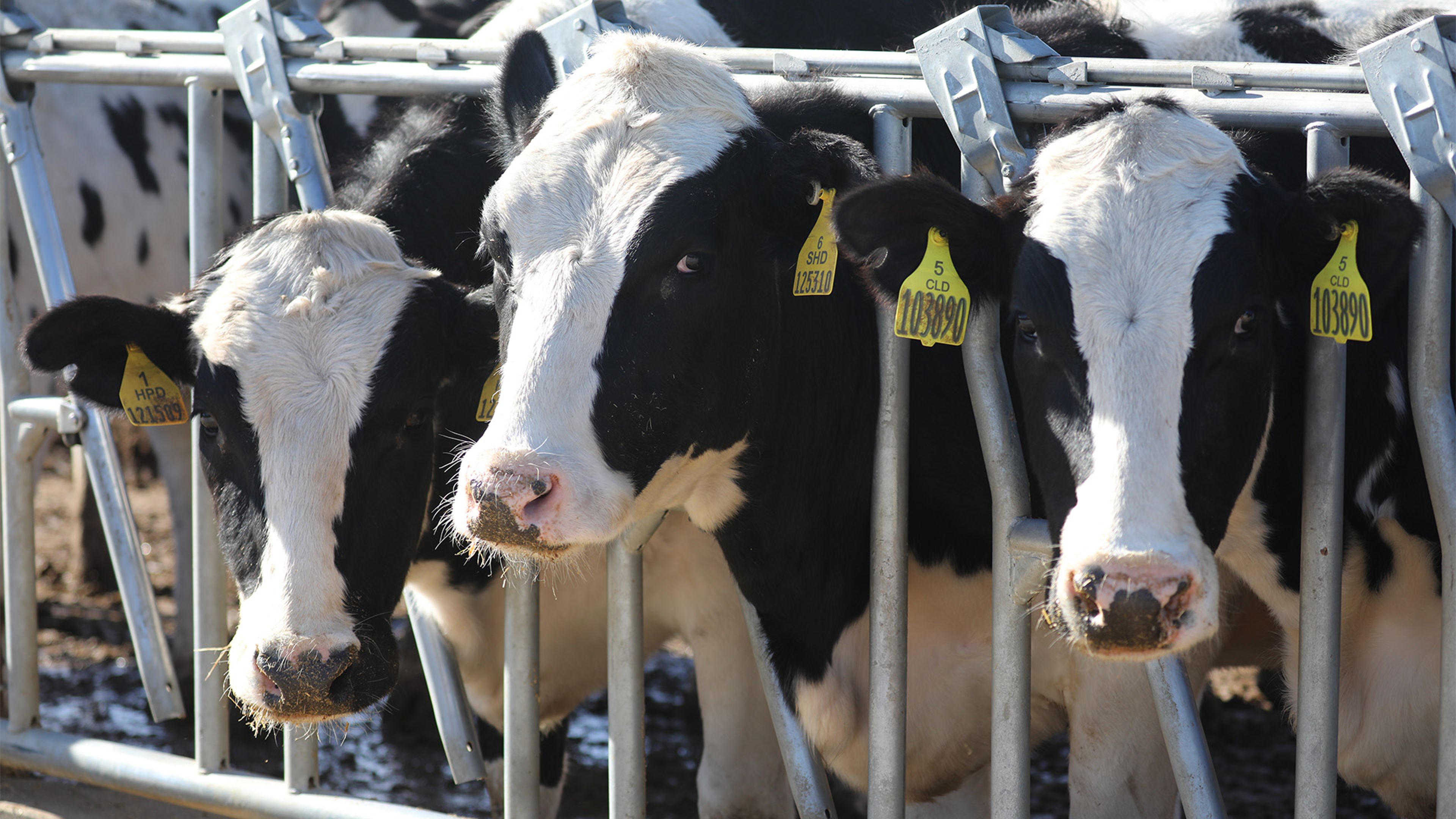 Photo of dairy cows feeding along a metal fence in a farm lot