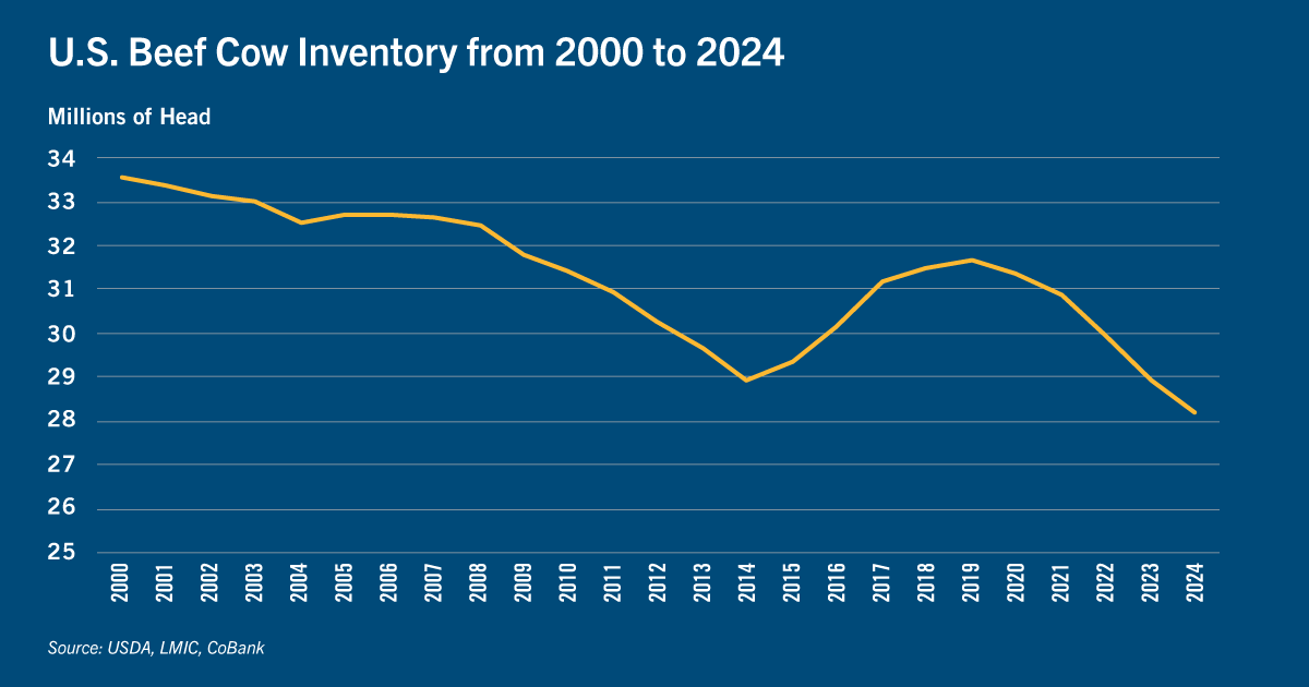 Chart: U.S. beef cow inventory from 2000 to 2024