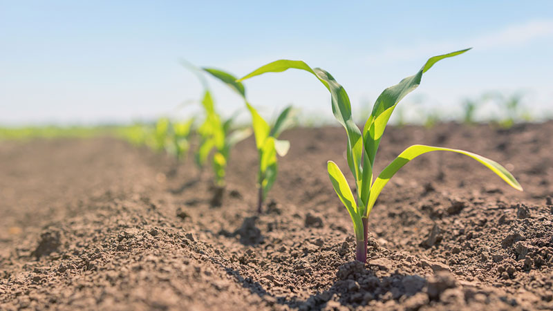 corn seedlings emerging from soil