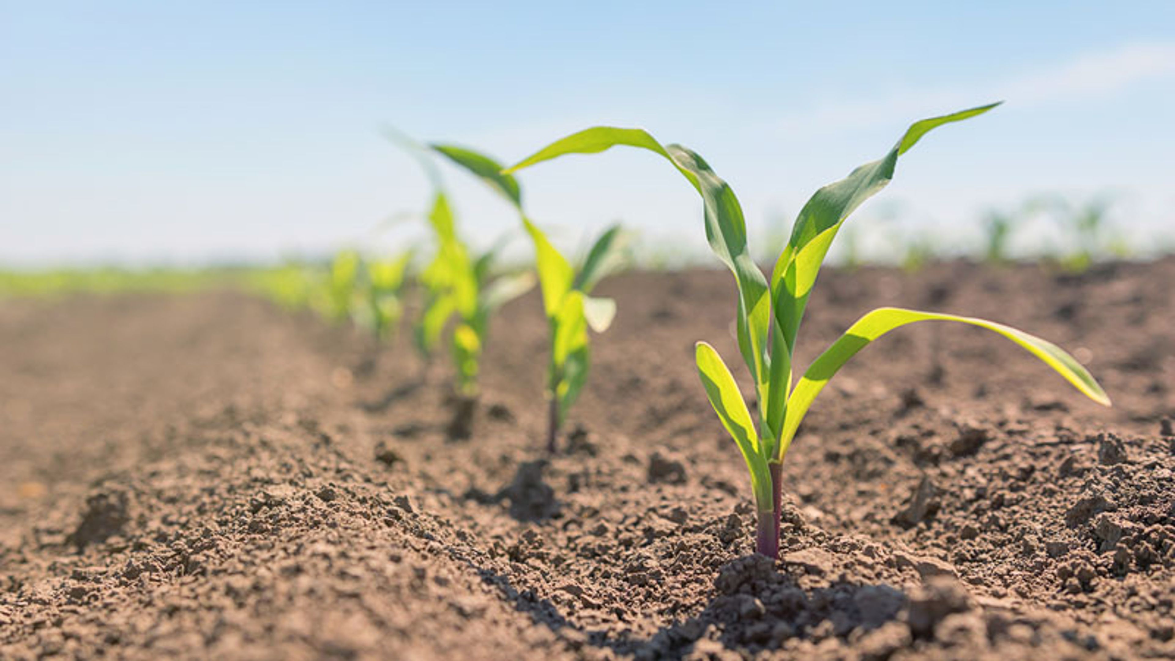 corn seedlings emerging from soil
