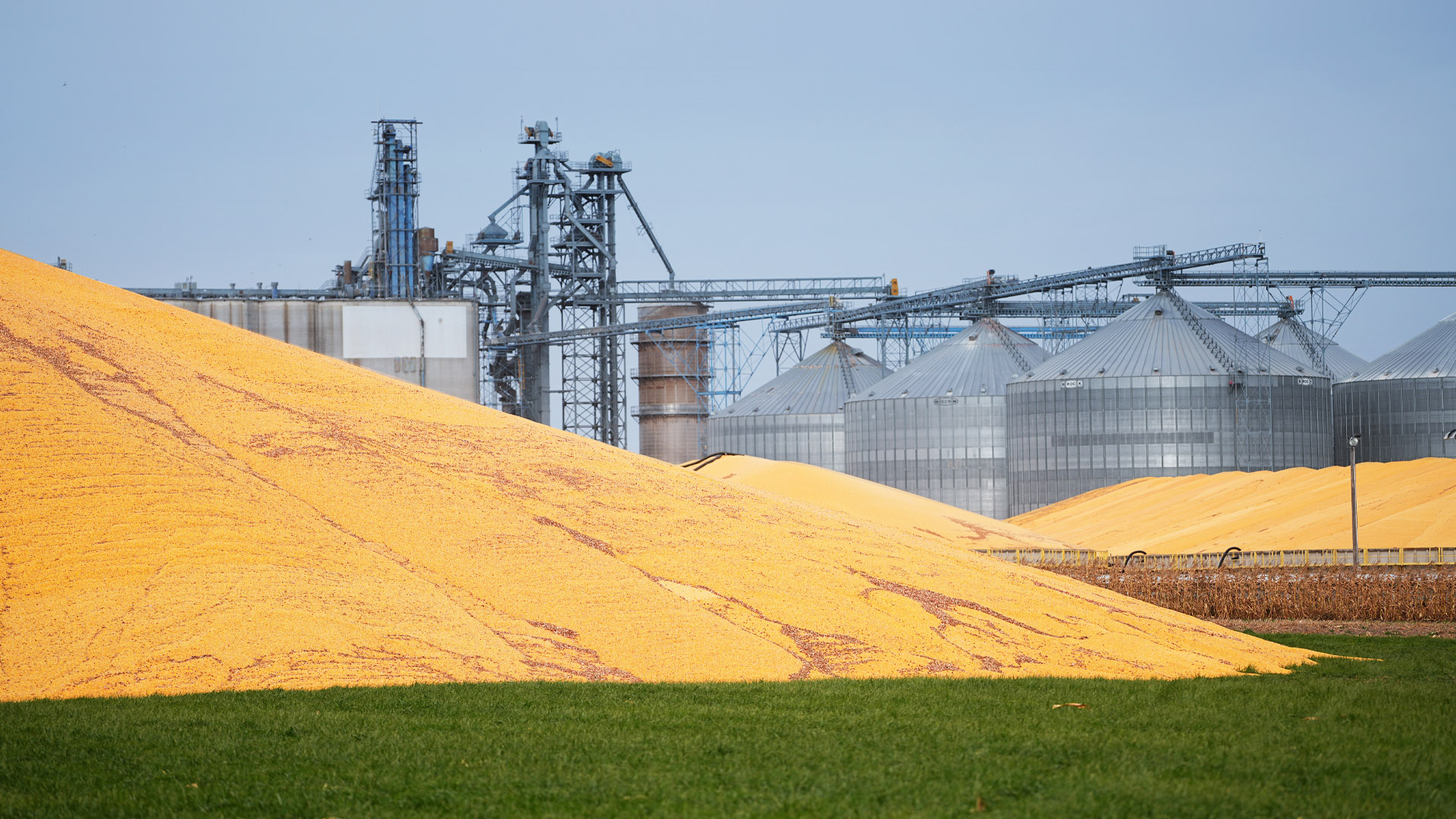 A large yellow grain piles stored outdoors next to multiple silver grain silos and industrial processing structures under a clear blue sky. The scene highlights agricultural storage and processing infrastructure with vibrant yellow grain contrasting against green grass in foreground.