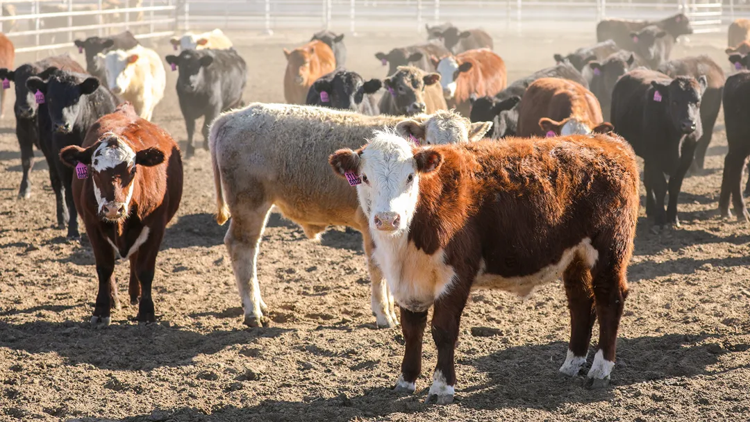 Livestock herd of cows standing within fenced in area