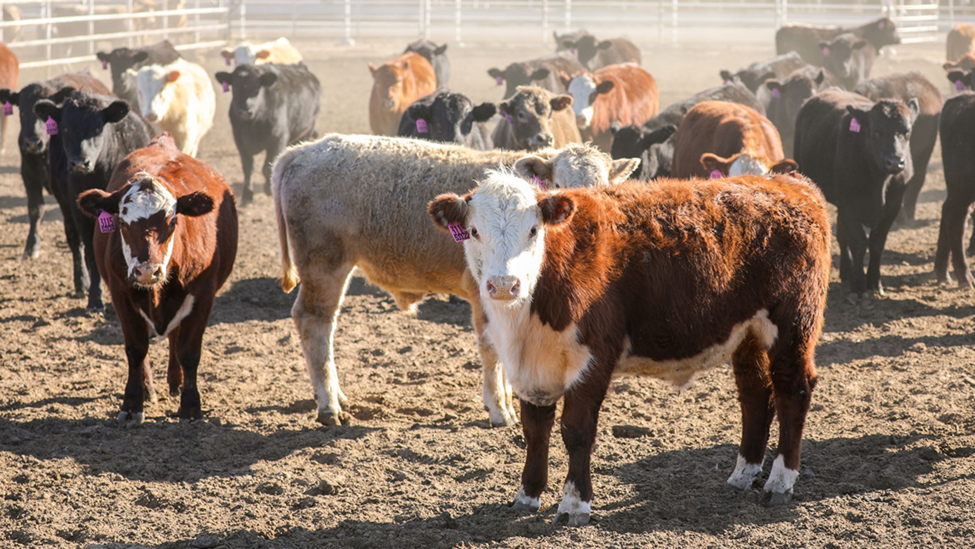 Livestock herd of cows standing within fenced in area
