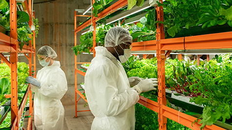 Farmers wearing protective equipment in a vertical farming facility