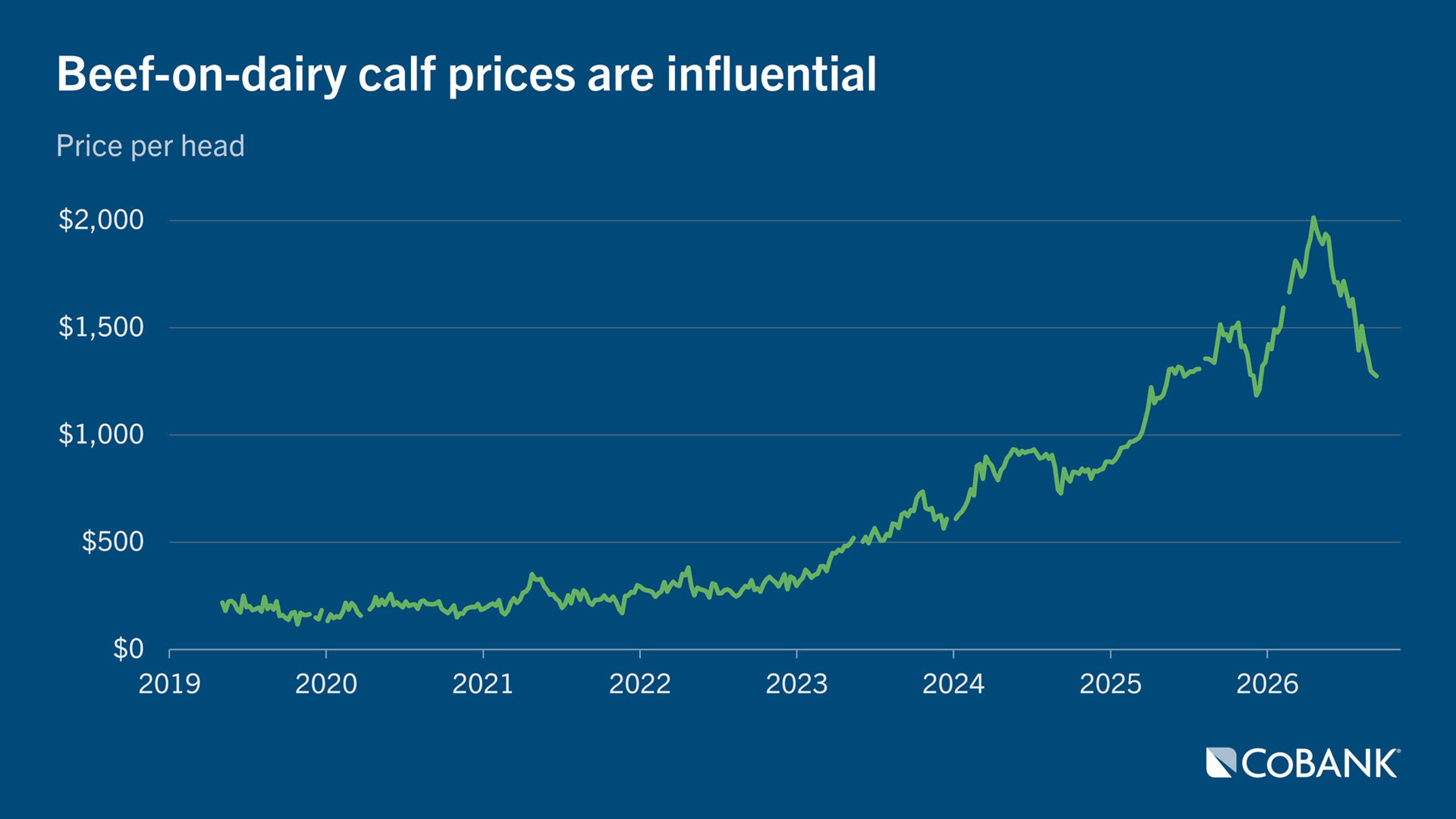 Line chart showing weekly beef-on-dairy calf prices per head from 2019 through 2026.