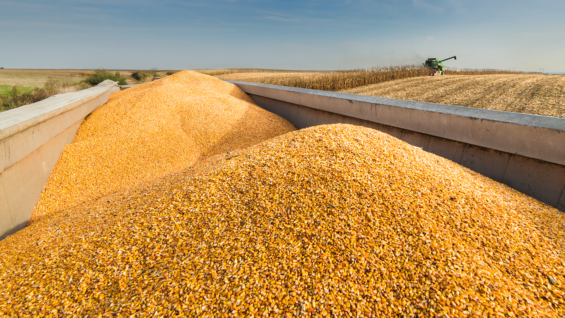 Freshly harvested grain in the bed of a truck