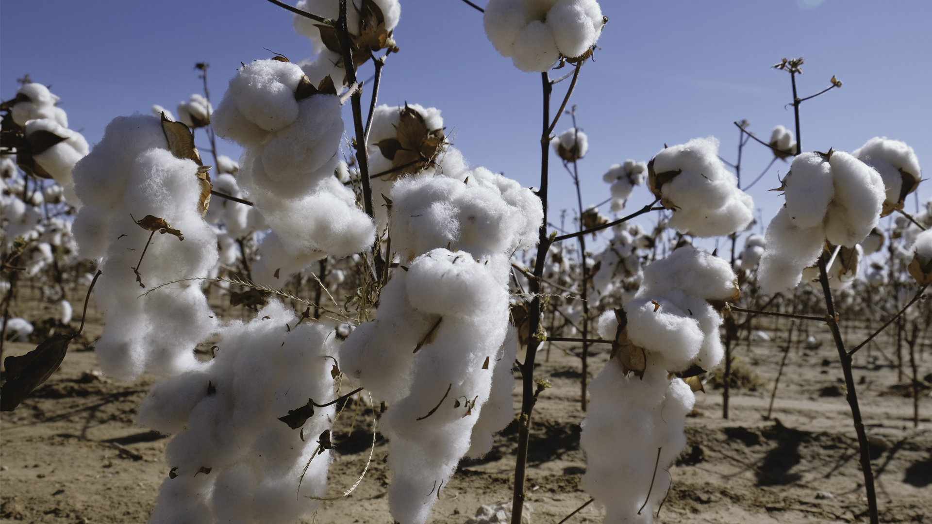 Close-up of cotton growing in a field with blue sky in background