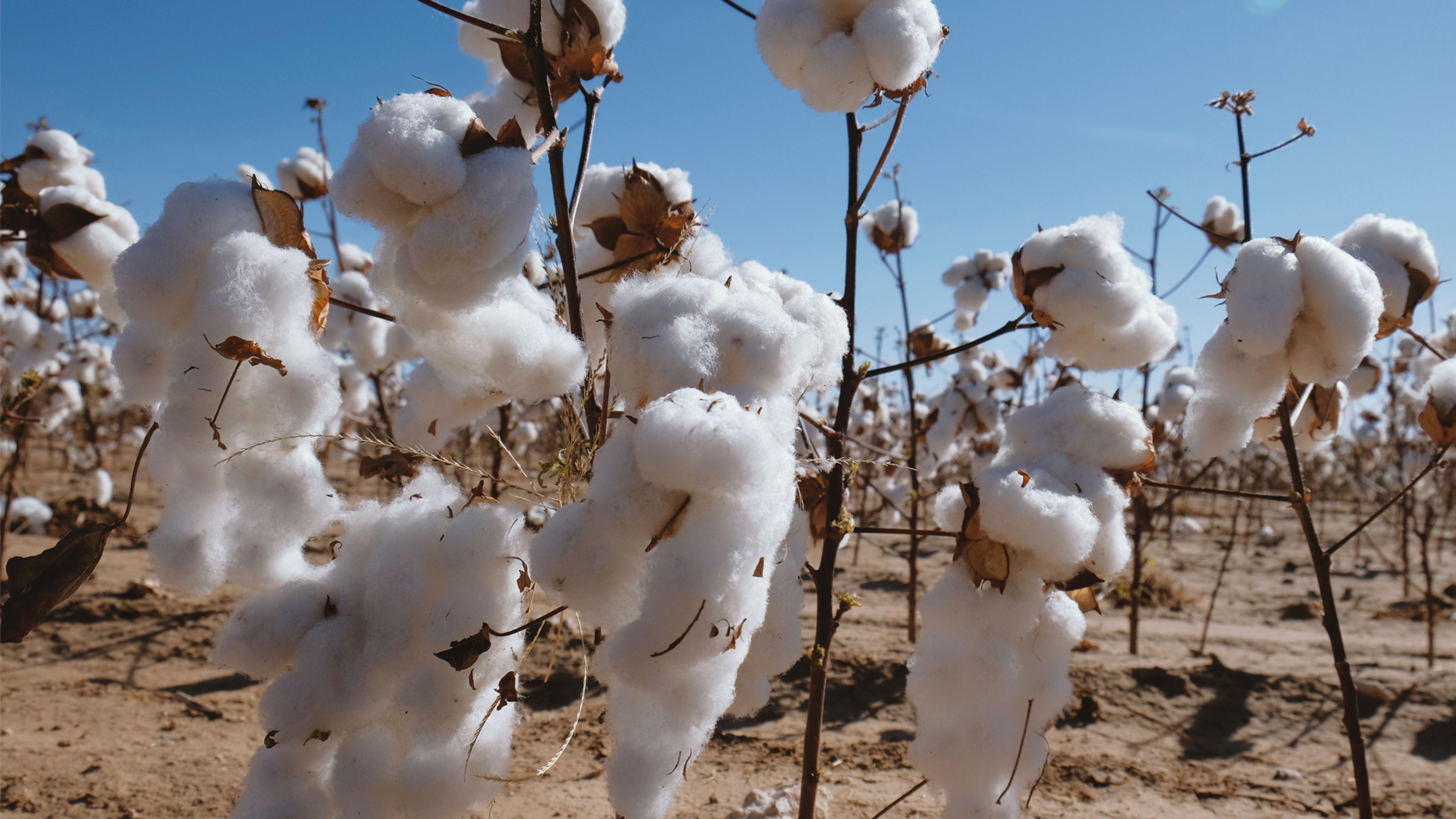 Close-up of cotton growing in a field with blue sky in background