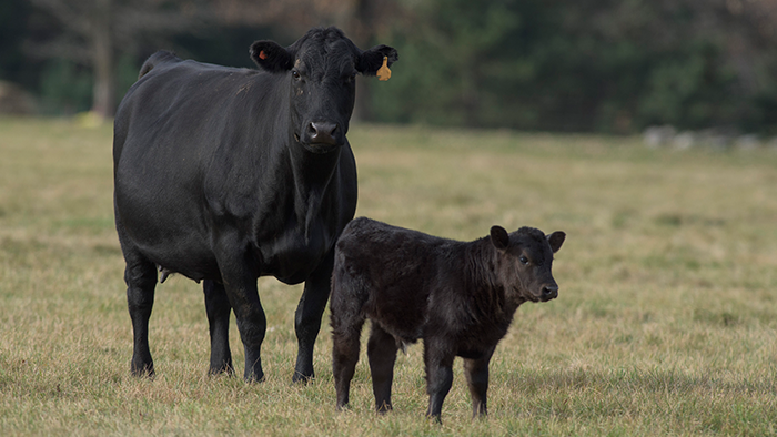 Cow and calf