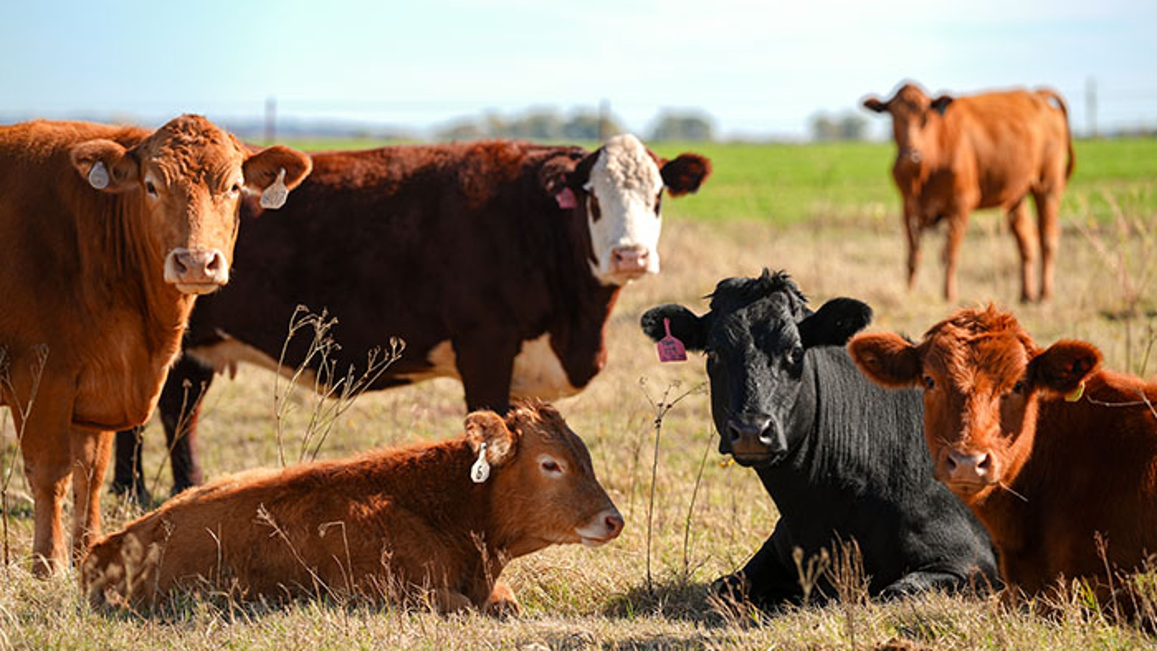 herd of cows in open field