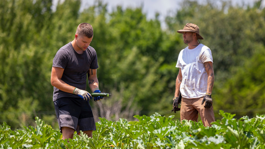 Two people working in green crop field