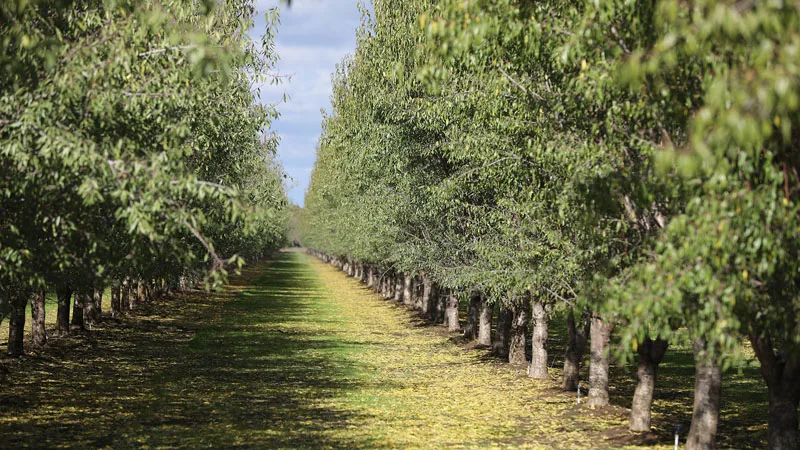 Tree-lined orchard