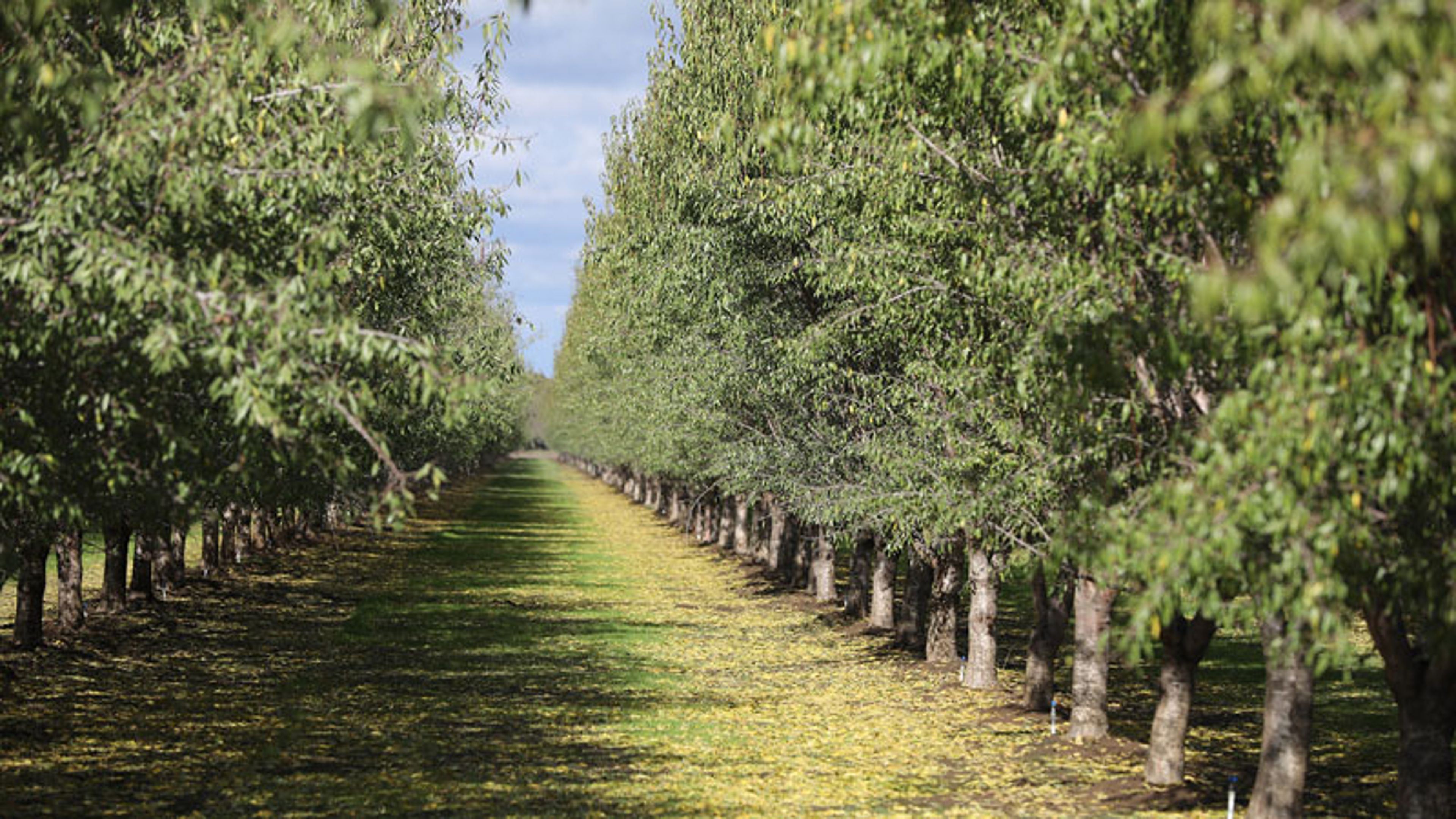 Tree-lined orchard