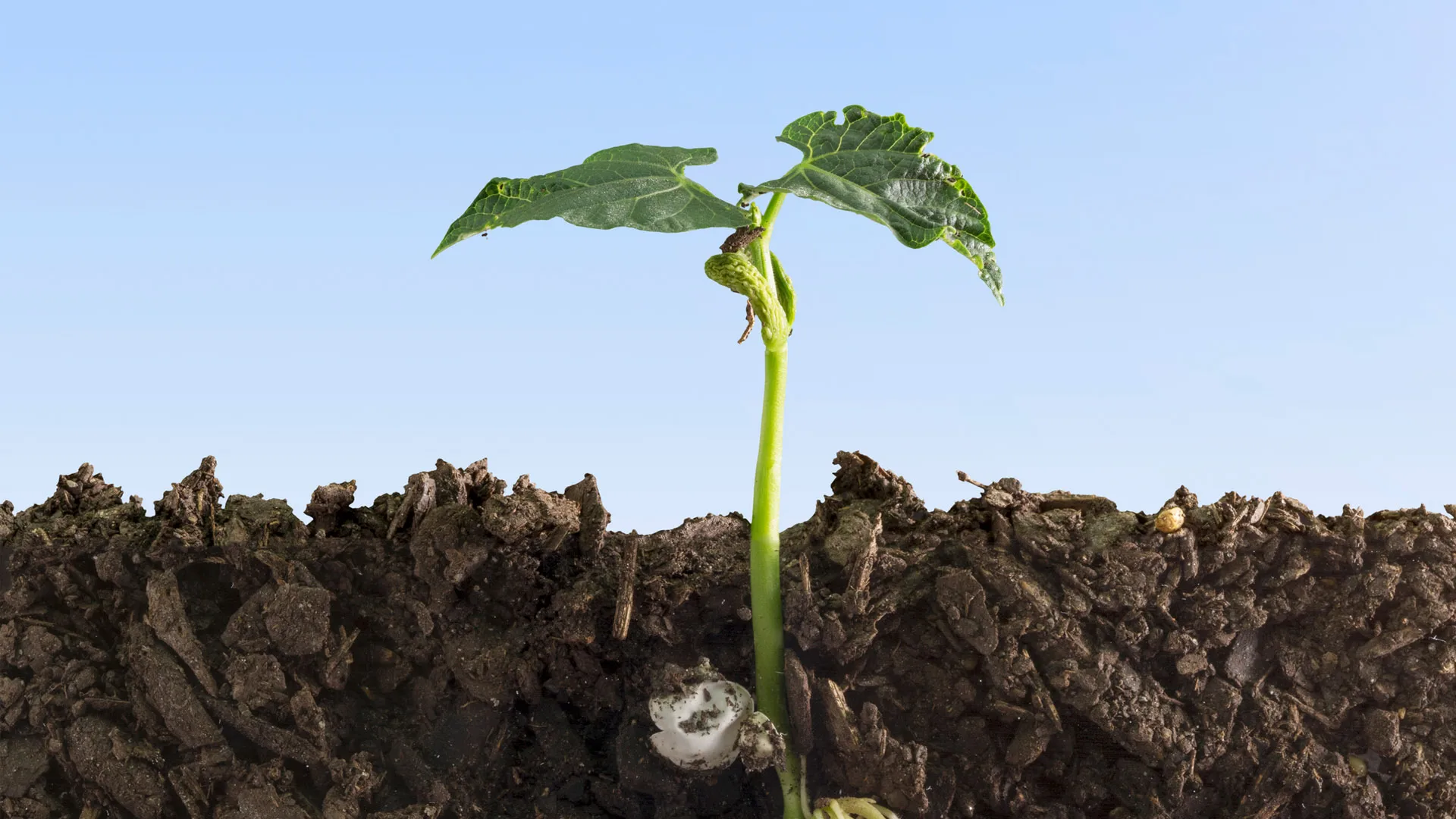 A close‑up cross‑section of dark soil with a young green plant sprouting upward against a clear sky.