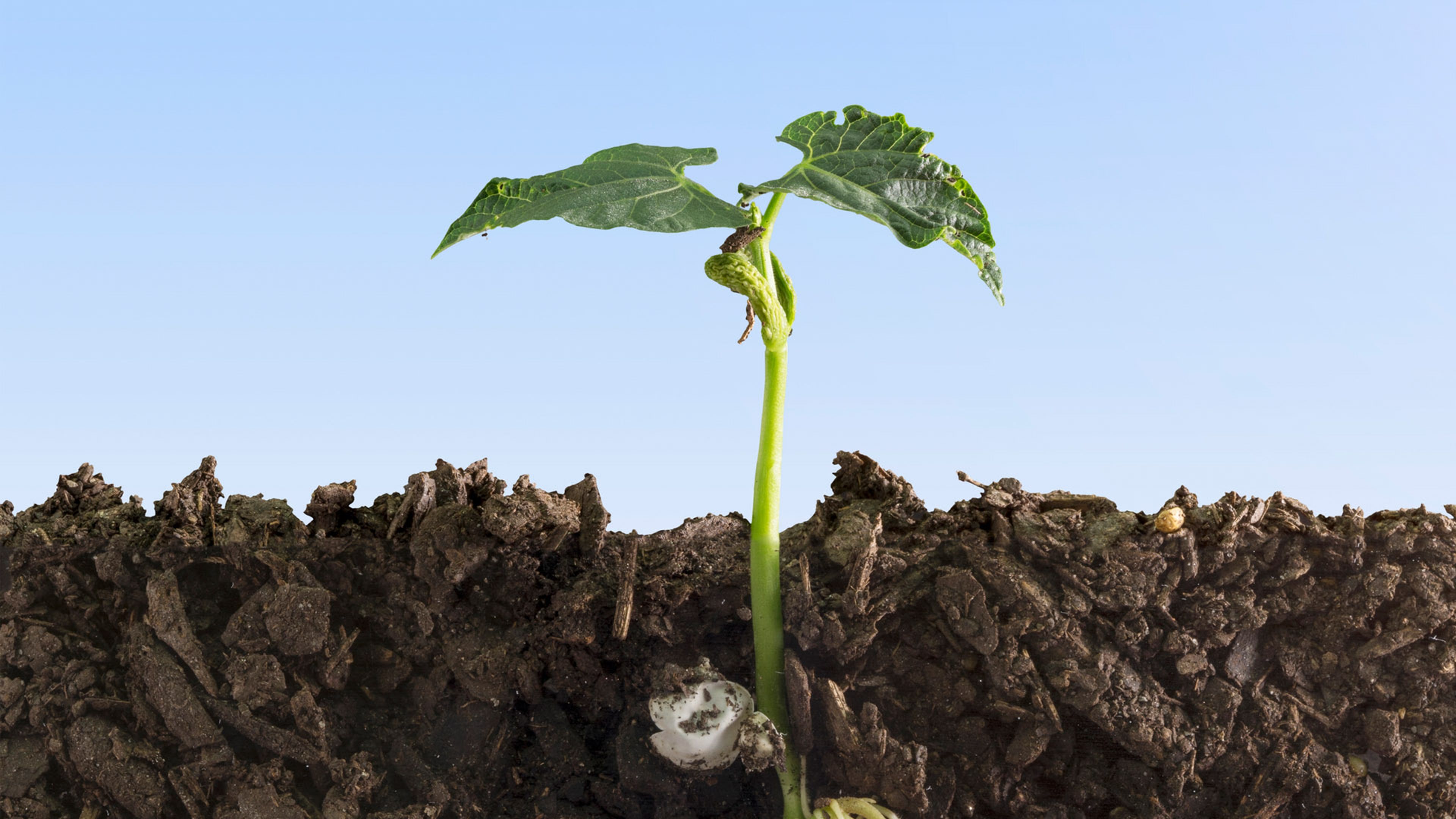 A close‑up cross‑section of dark soil with a young green plant sprouting upward against a clear sky.