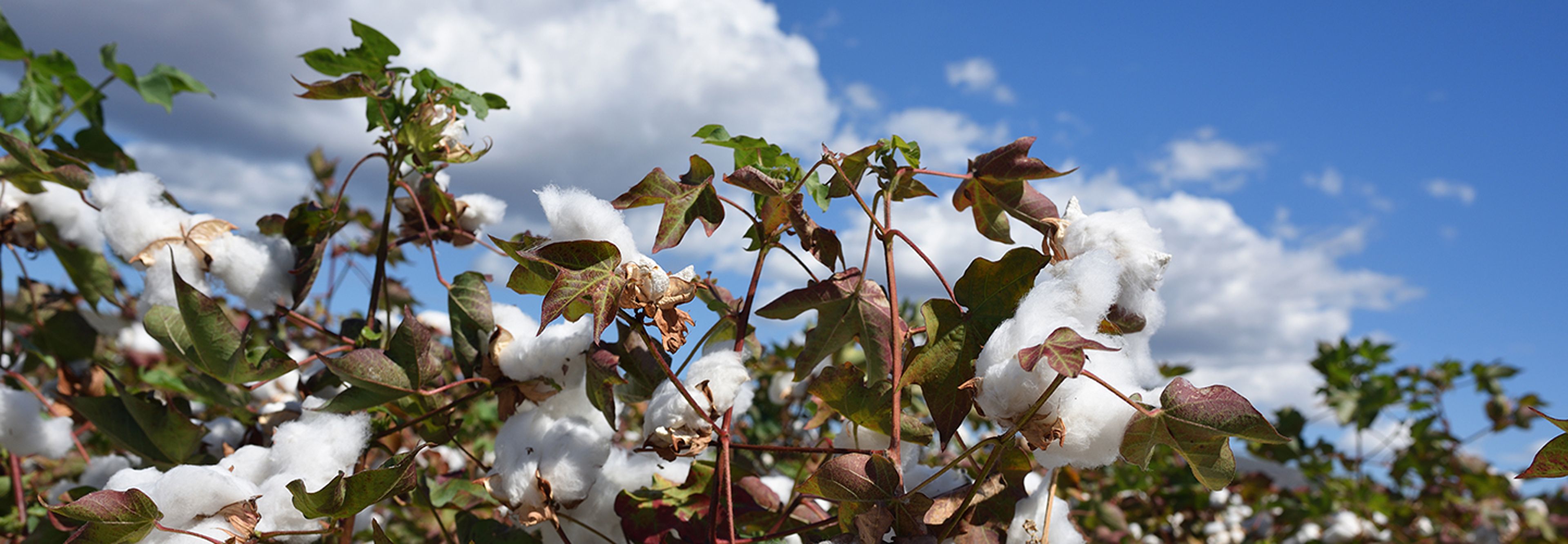 Cotton