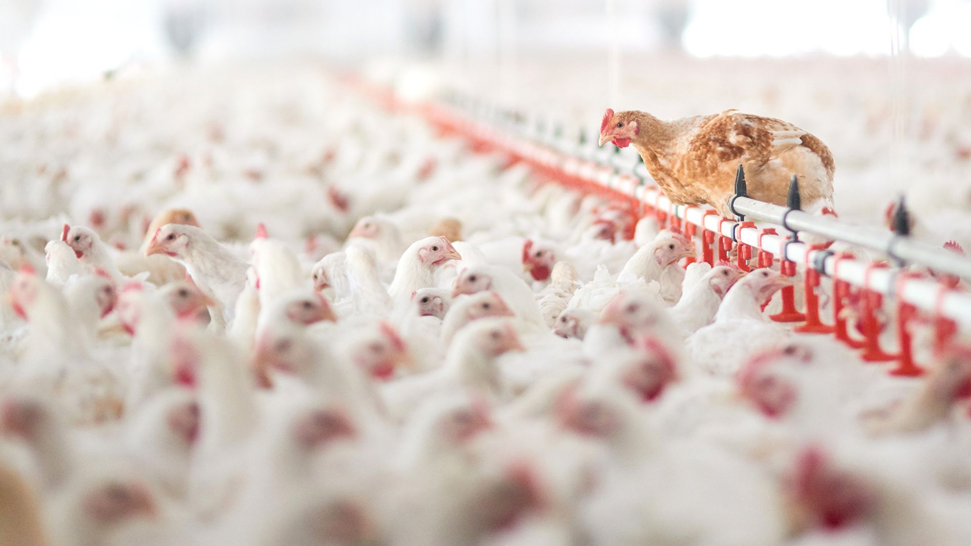 Chickens