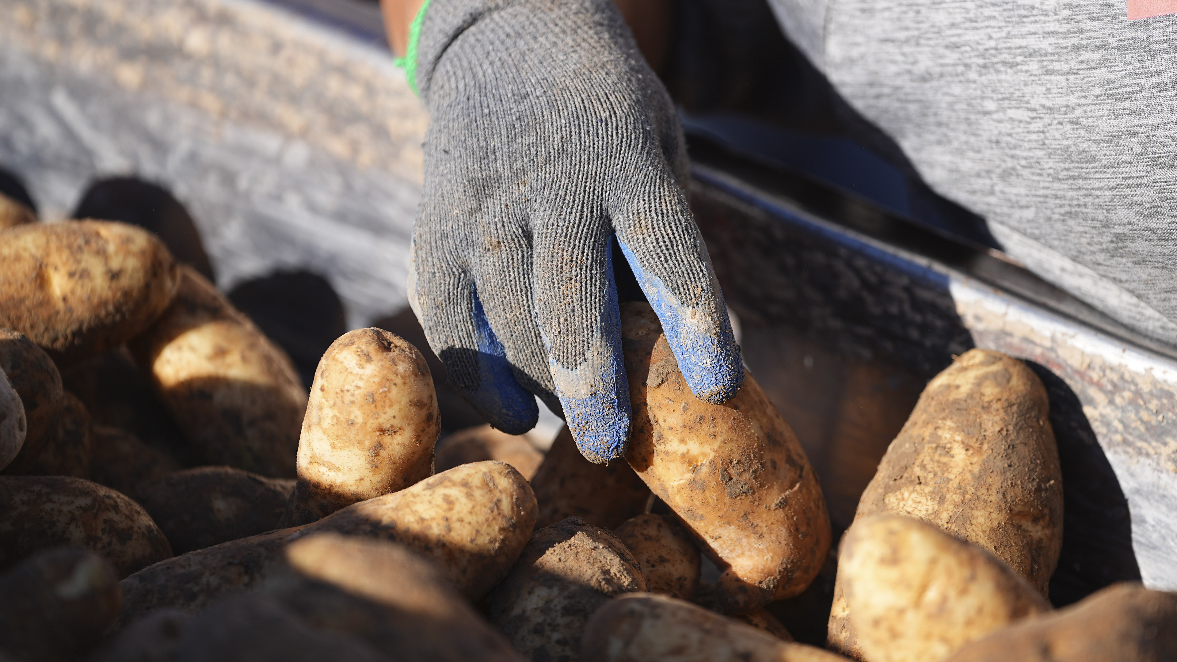 Close view of freshly harvested potatoes on the ground with farming equipment partially visible in the background