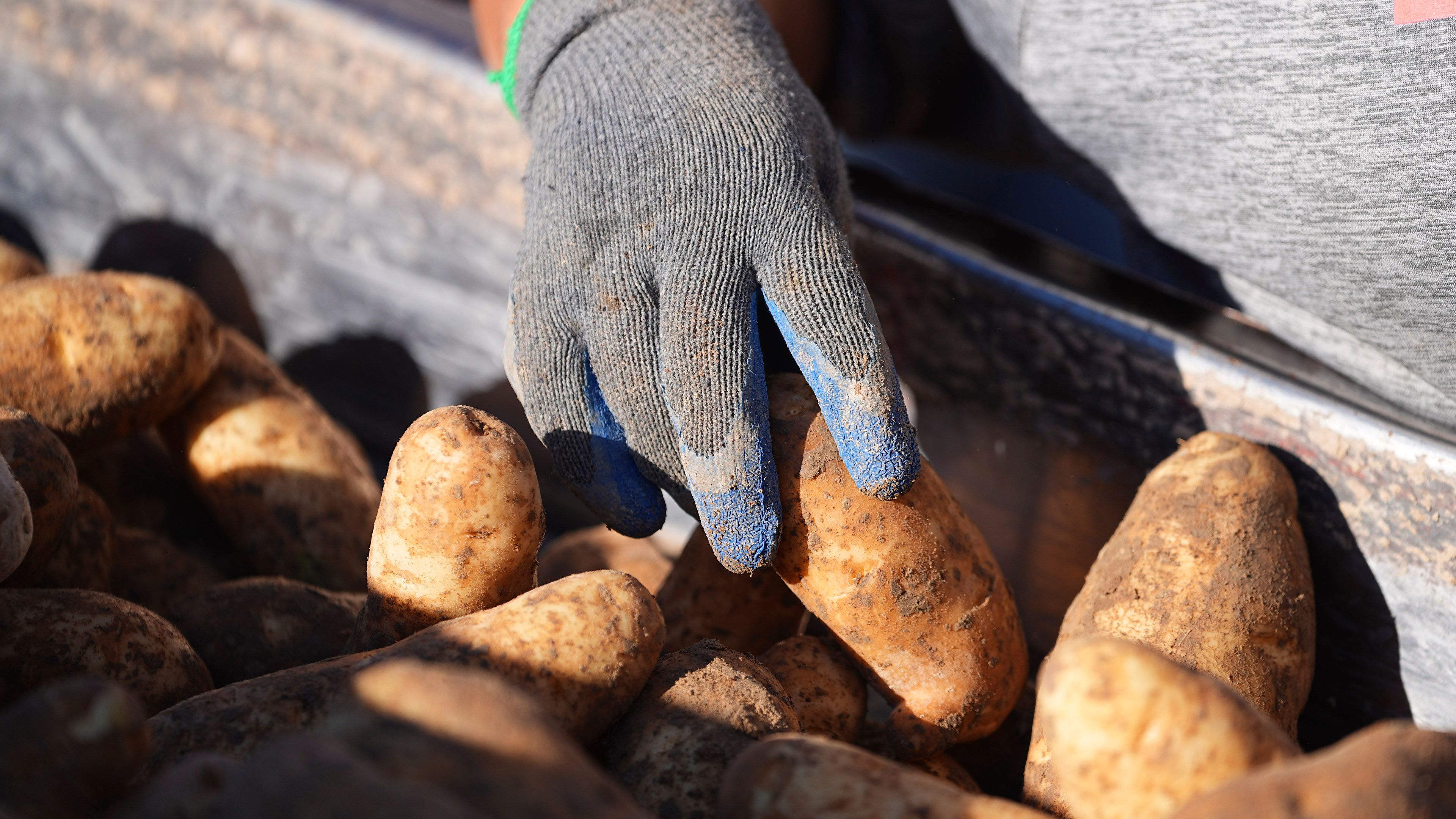 Close view of freshly harvested potatoes on the ground with farming equipment partially visible in the background