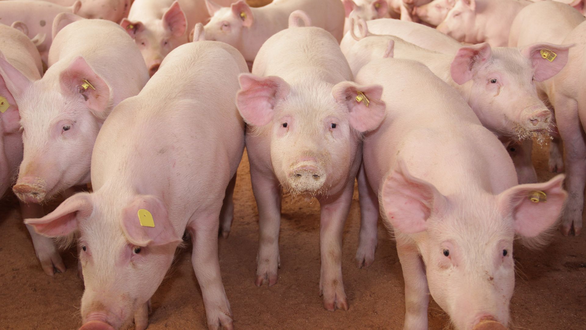 Pigs