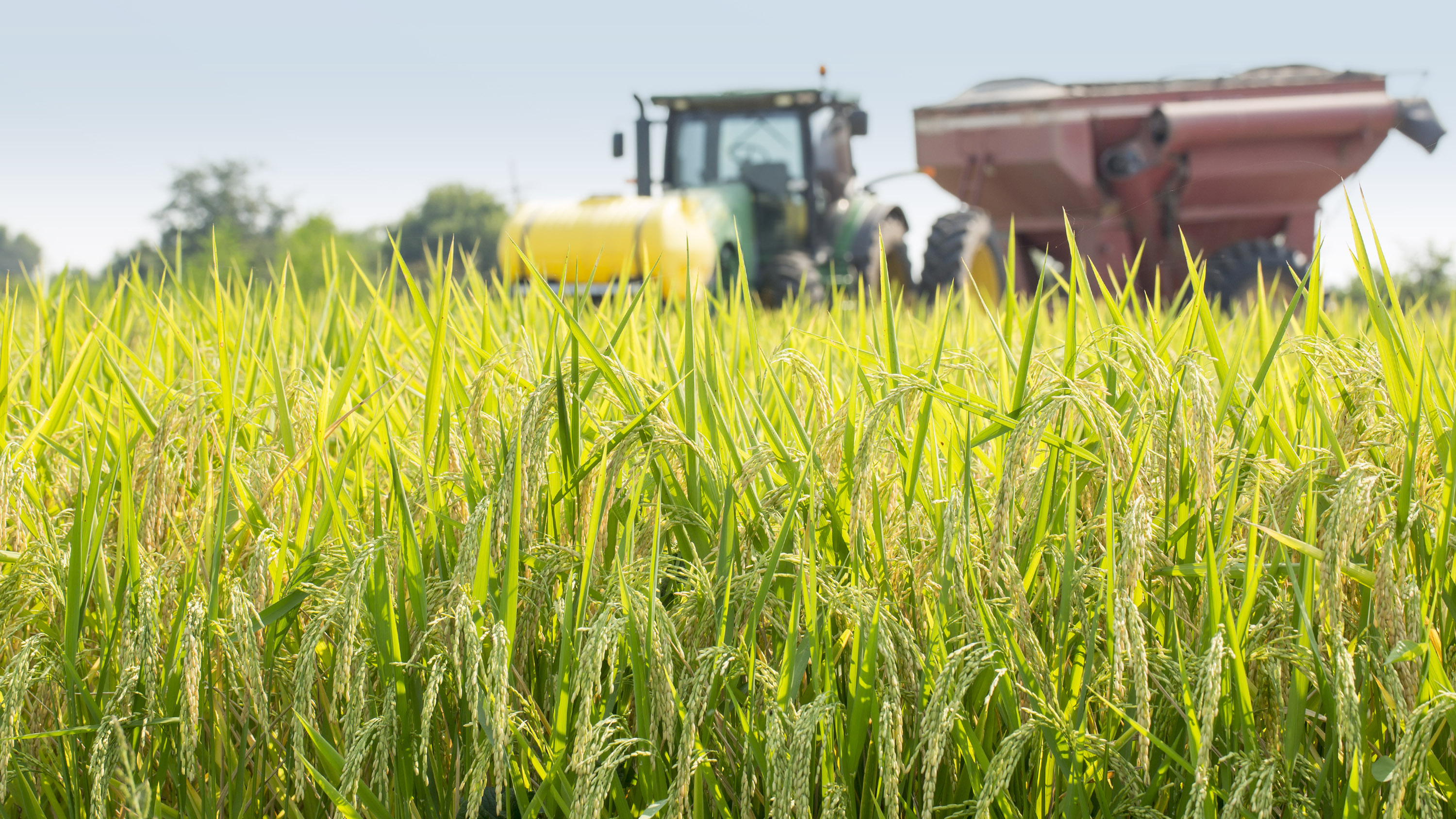 rice field with tractor in background