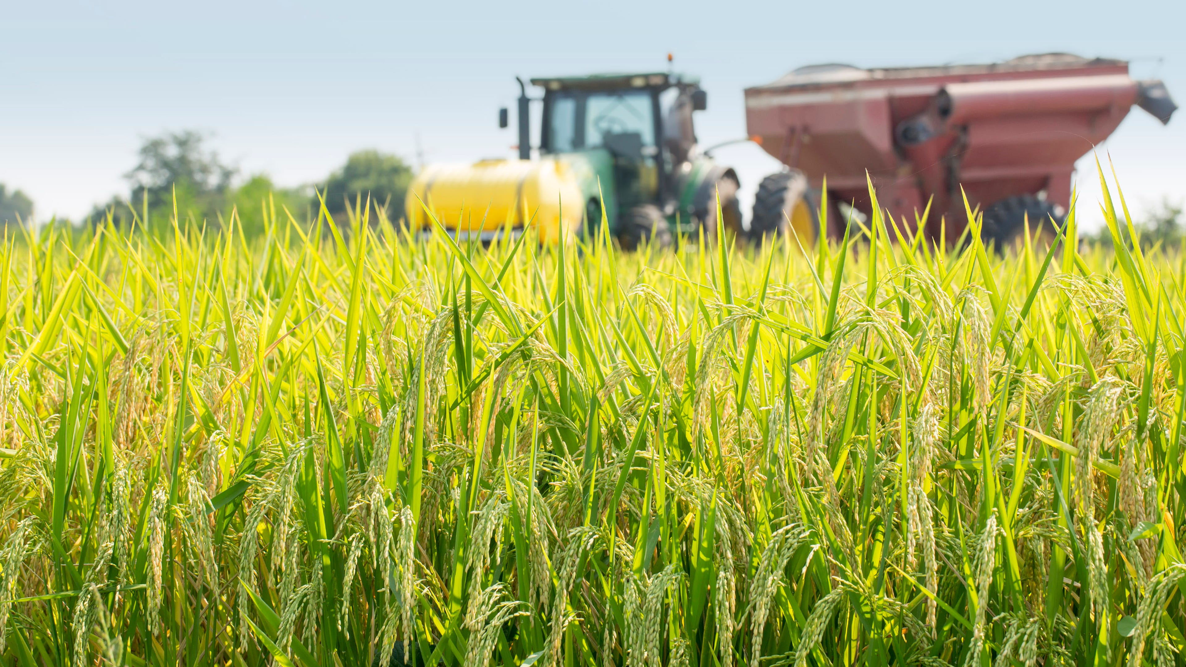 rice field with tractor in background
