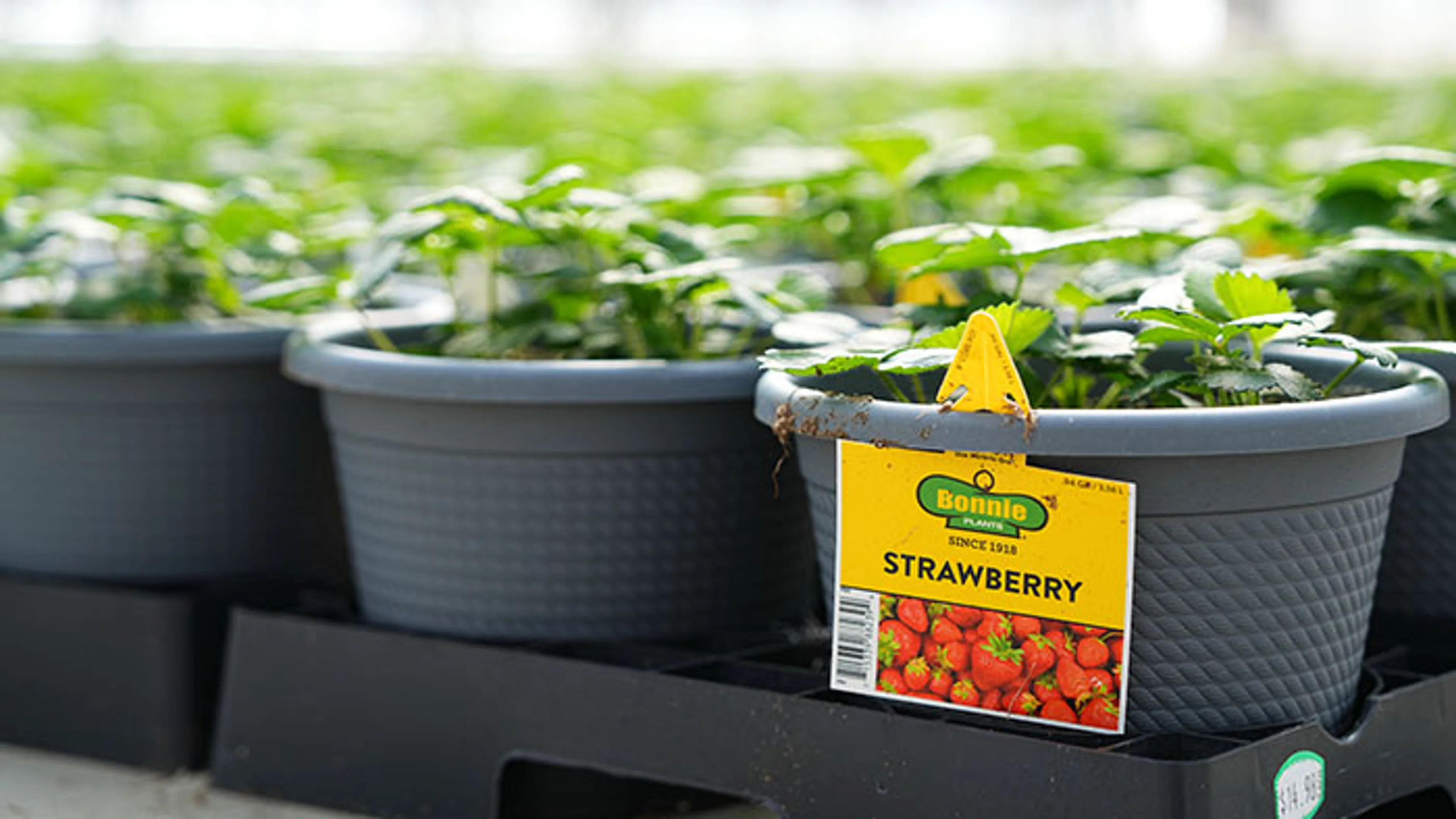 Rows of young plants growing in trays inside a controlled environment