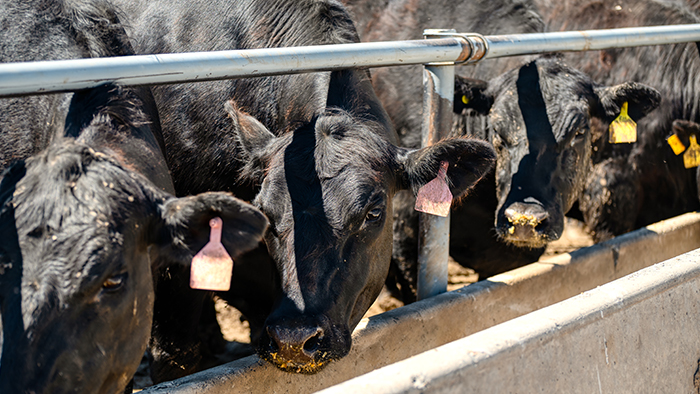 Dairy cattle