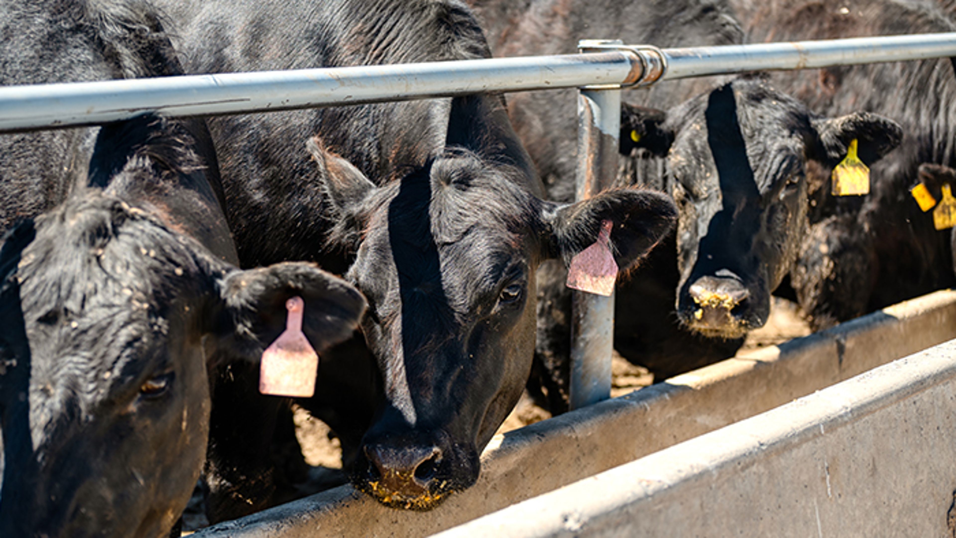 Dairy cattle