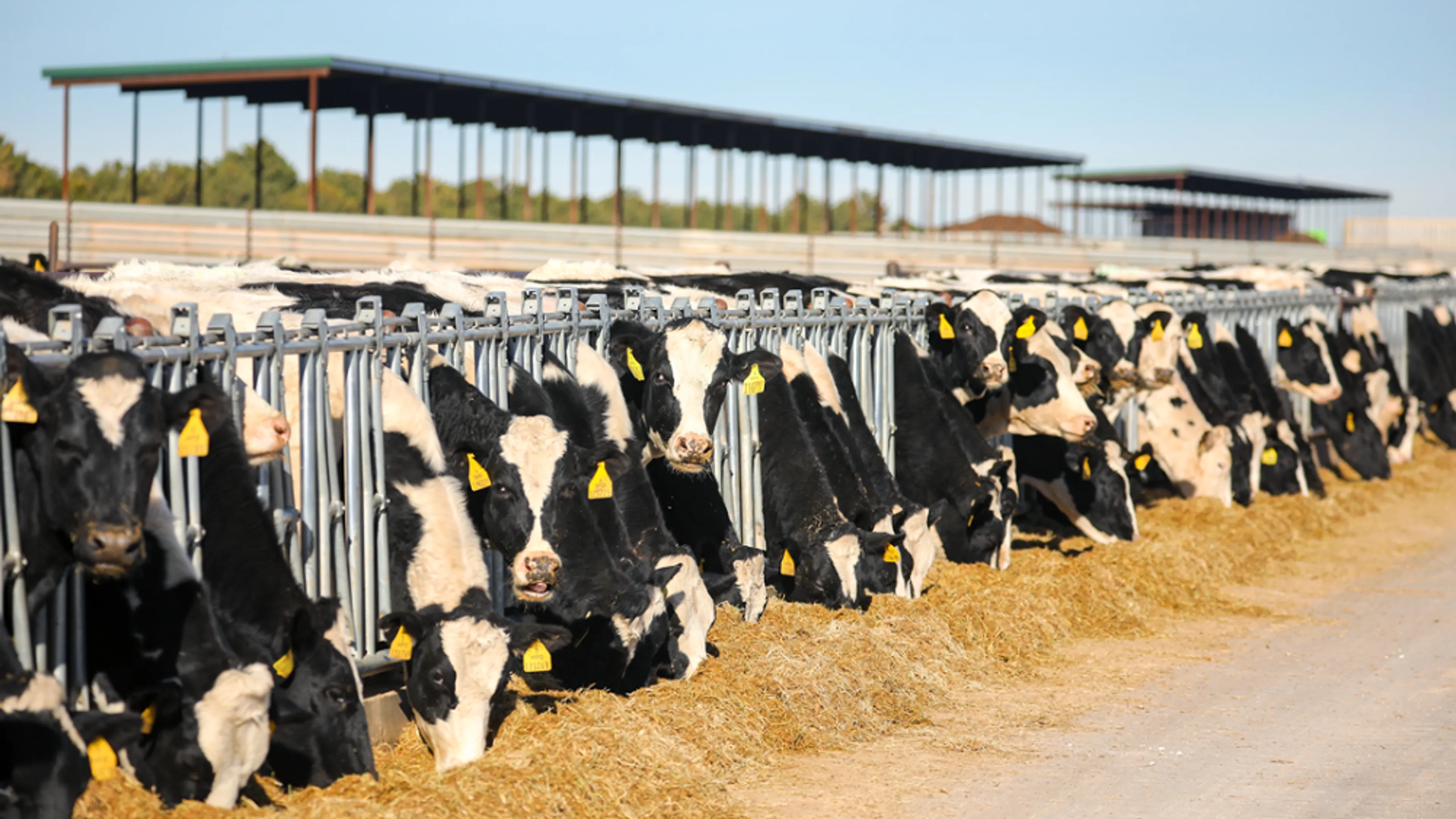 Dairy cows in feeding lot