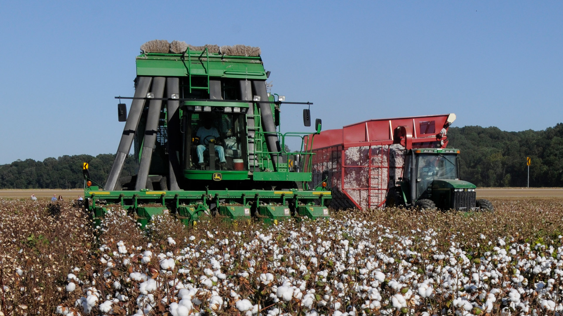 A green cotton harvesting machines operating in a large cotton field under clear blue sky. The machines are actively collecting cotton bolls, with one machine prominently in the foreground and another in the background near tree line.