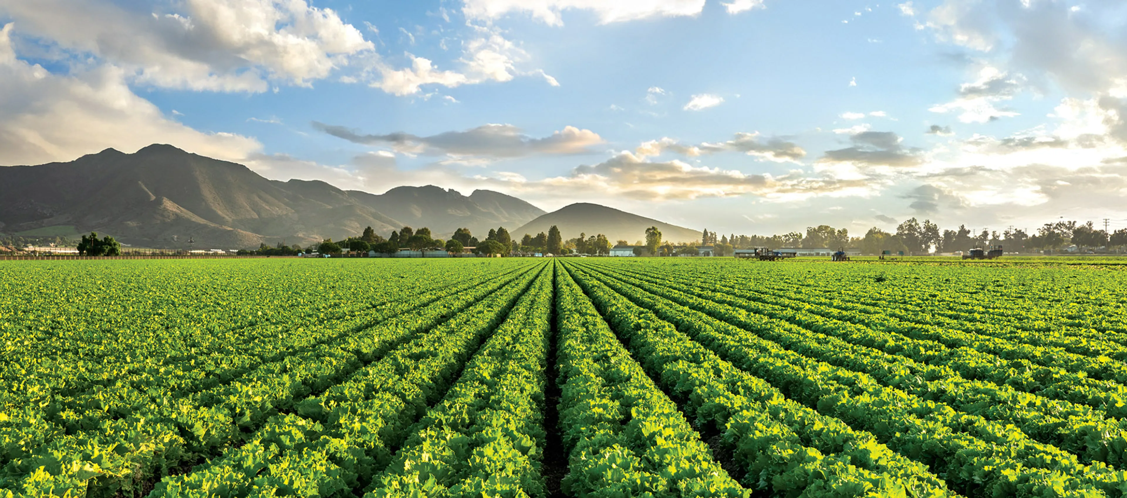 Green crop rows extending across a field beneath a partly cloudy sky.