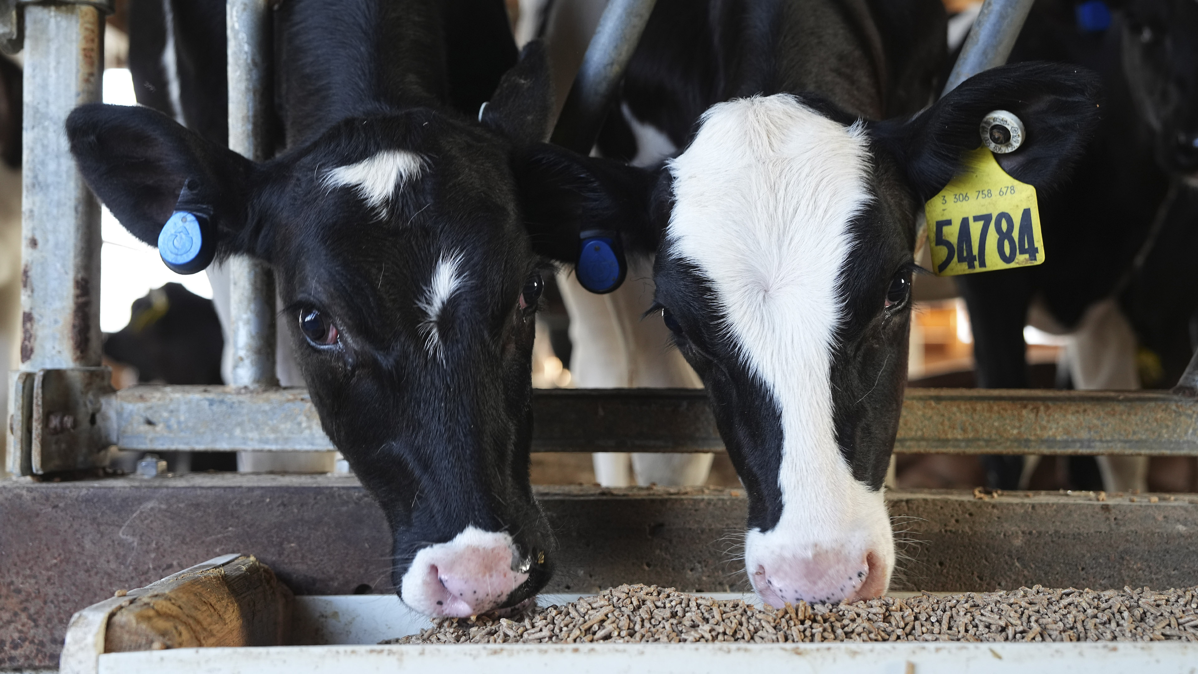 Close view of two cattle standing at a feeding area with visible ear tags and feed trough in a barn setting