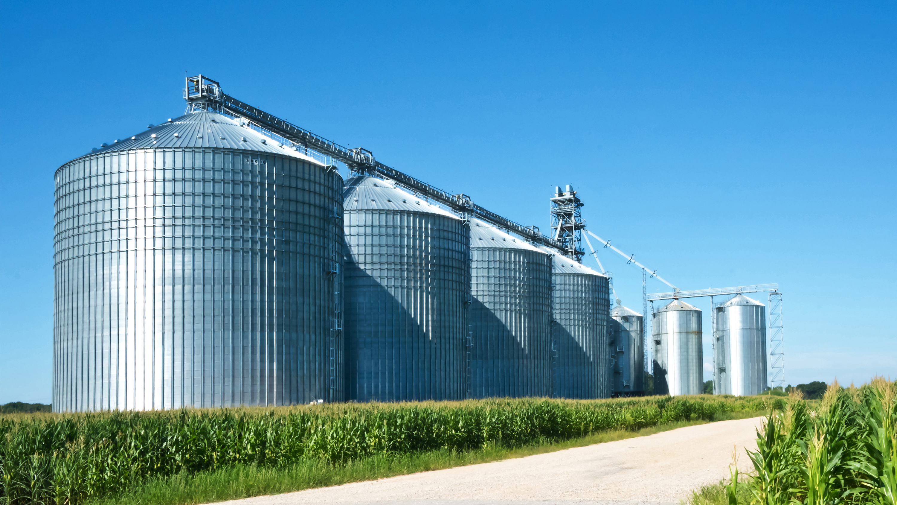 Grain bins in a field of green corn near a dirt road