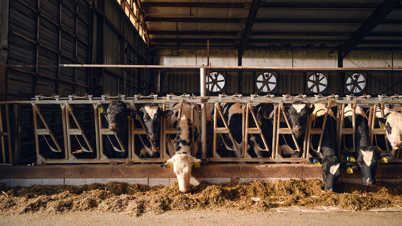 Dairy cows in a barn