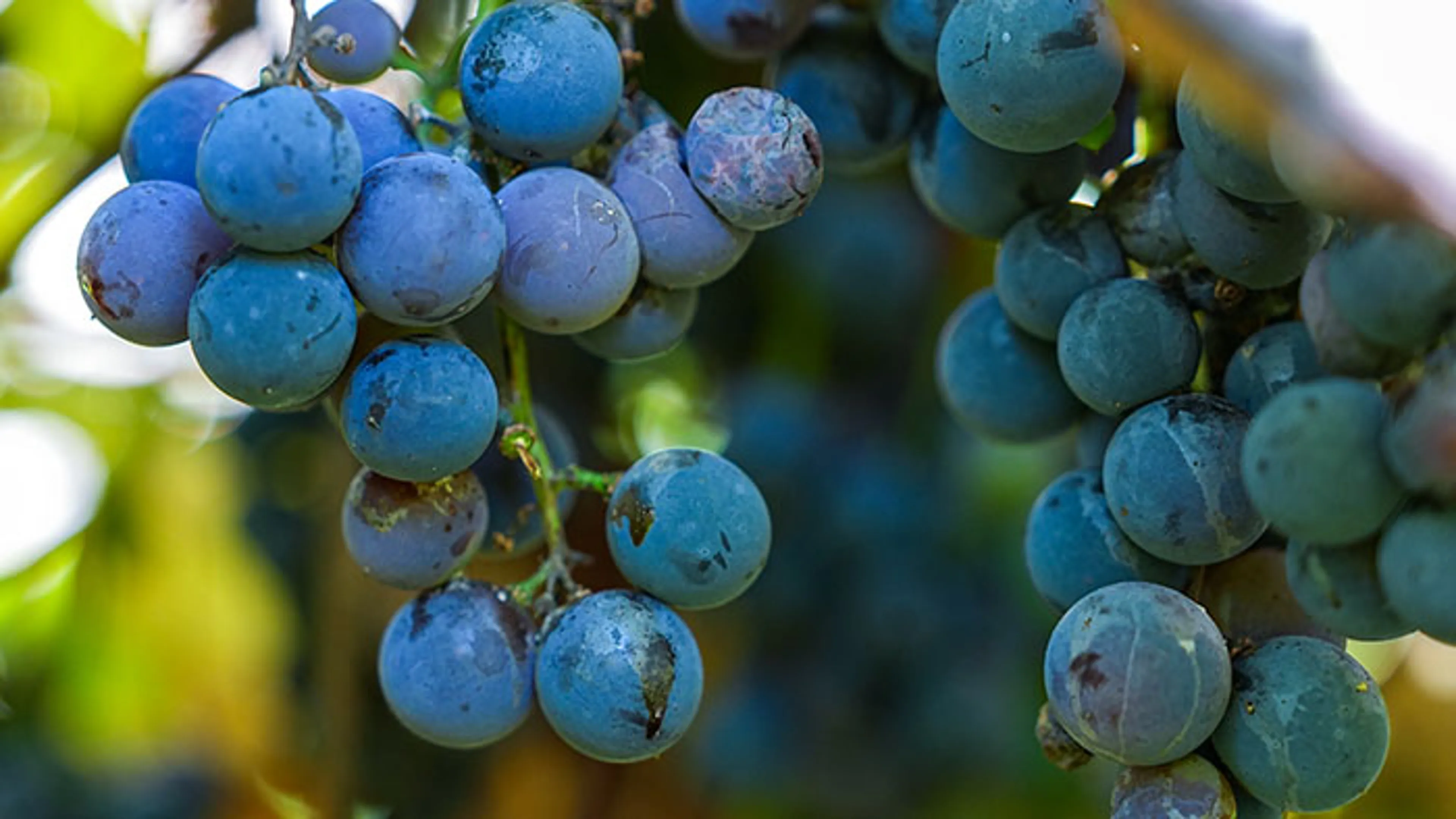 Close up of grapes hanging from vine
