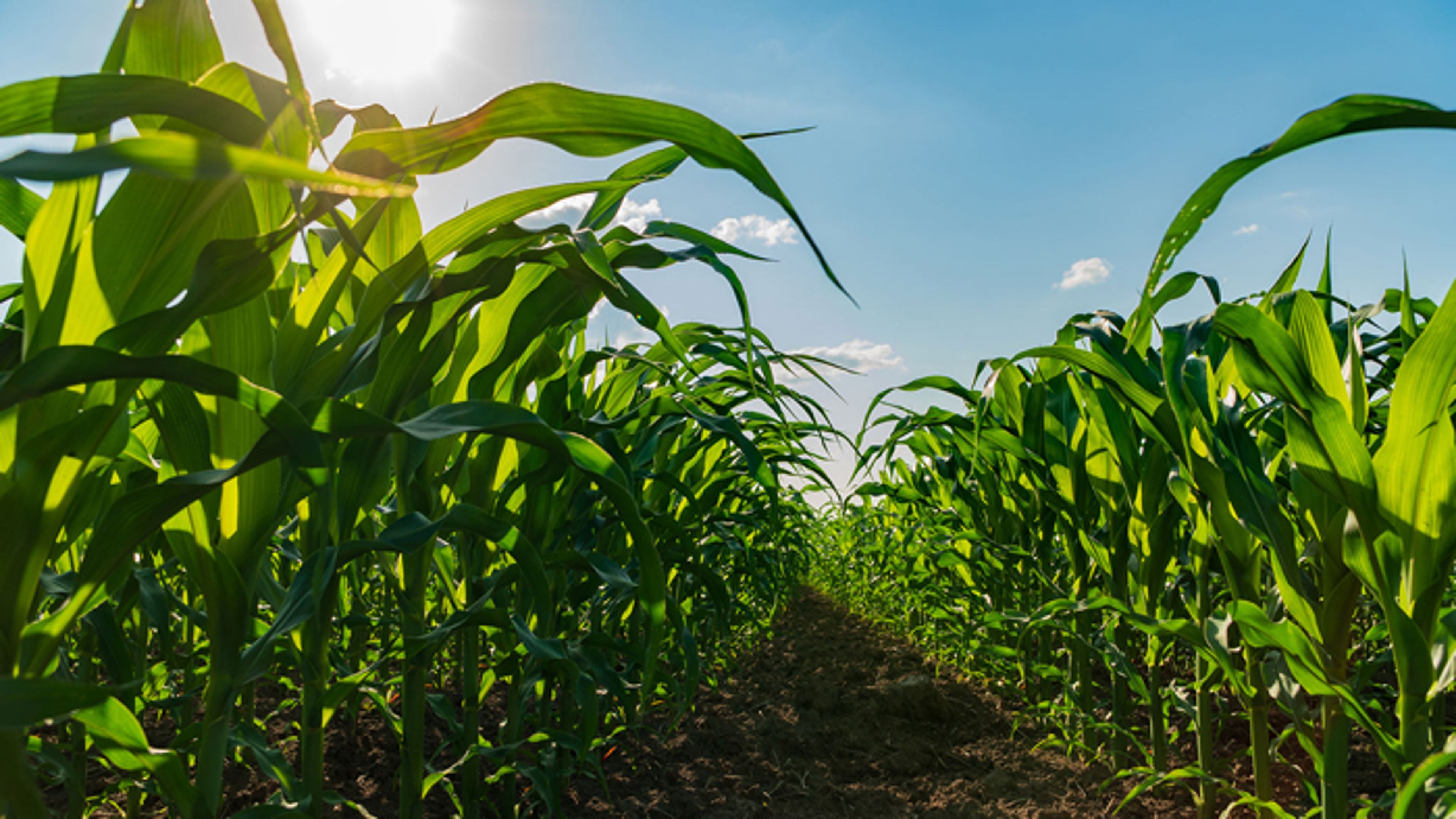 Rows of corn stalks in a field