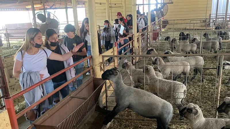 Students in a goat barn