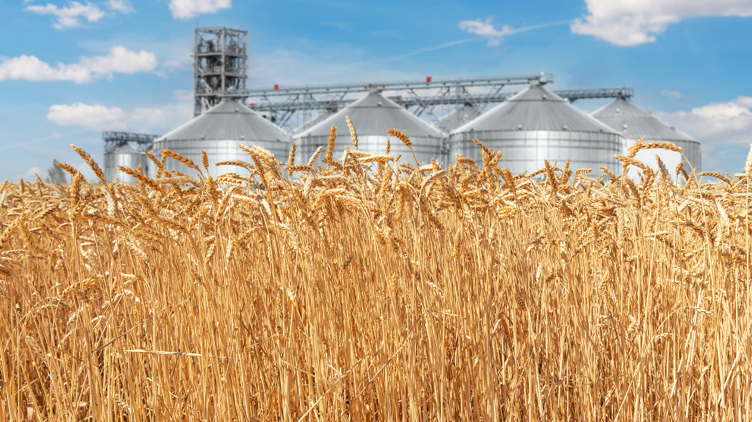 Wheat elevators