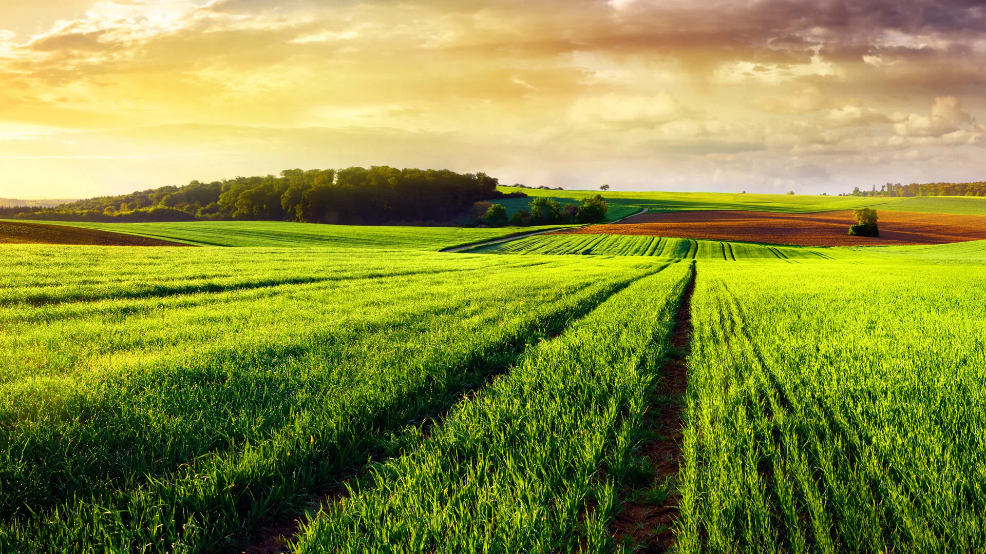 Close view of a green agricultural field with rows of crops extending toward the horizon under warm sunlight