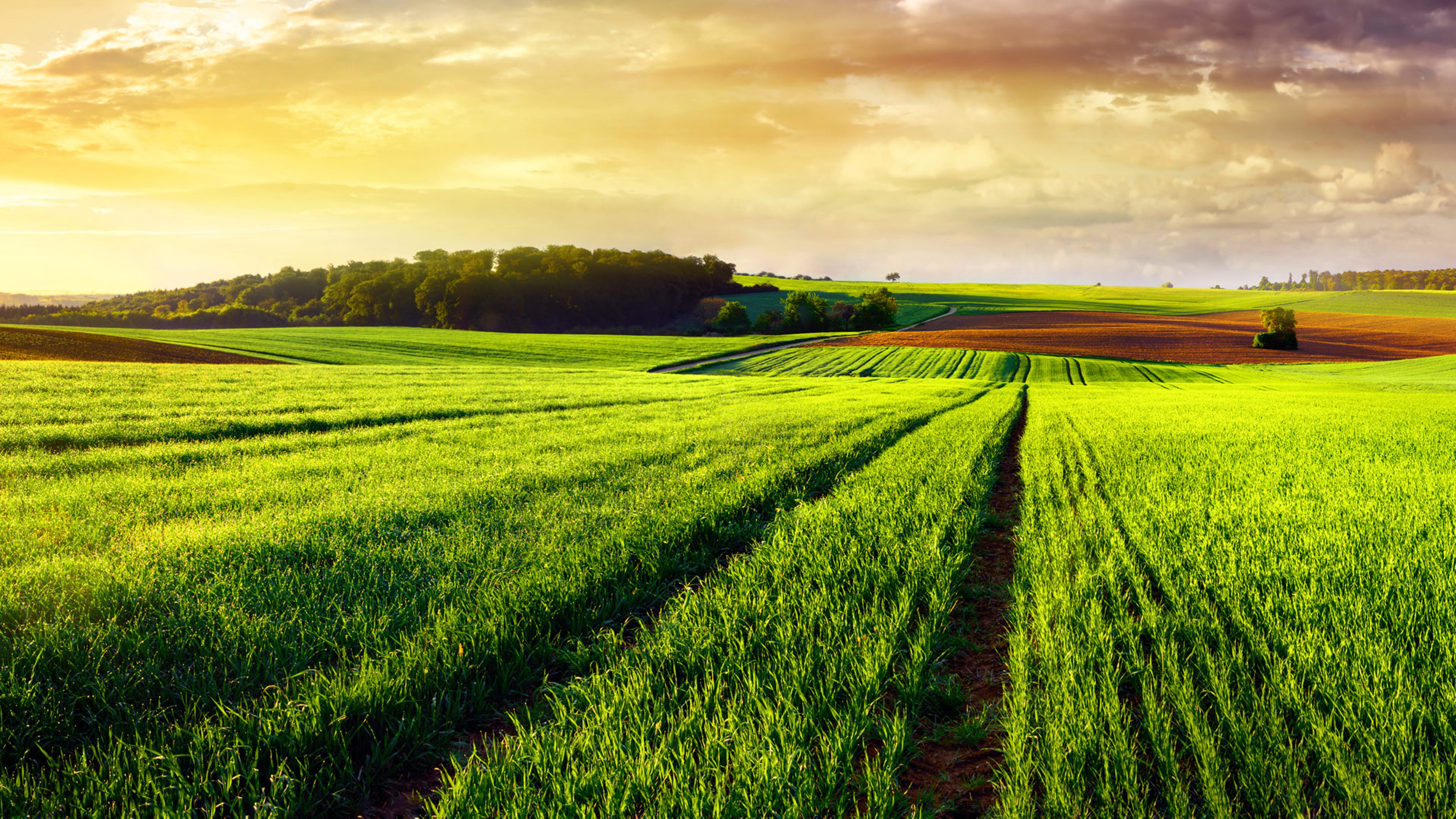 Close view of a green agricultural field with rows of crops extending toward the horizon under warm sunlight