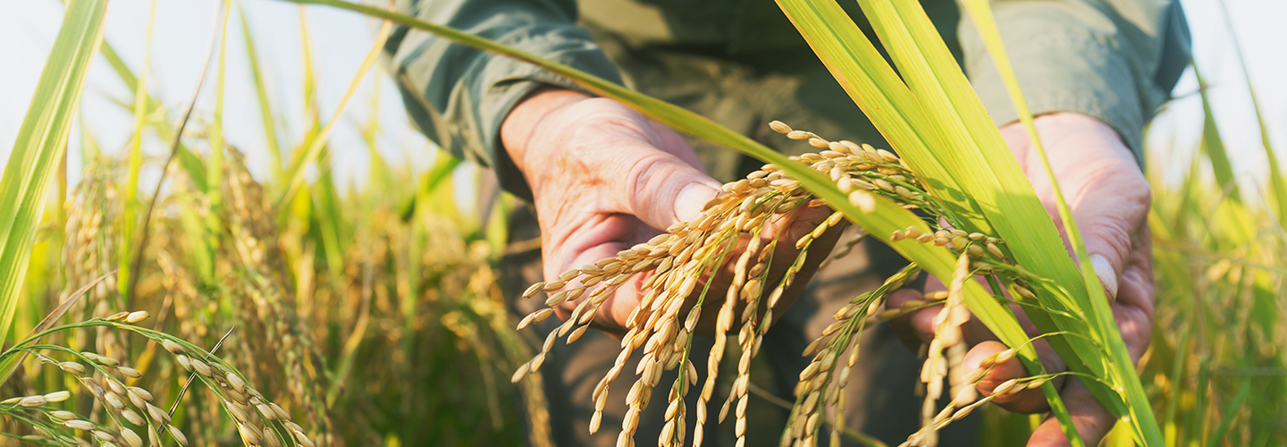 Close-up of hand examining rice in a field