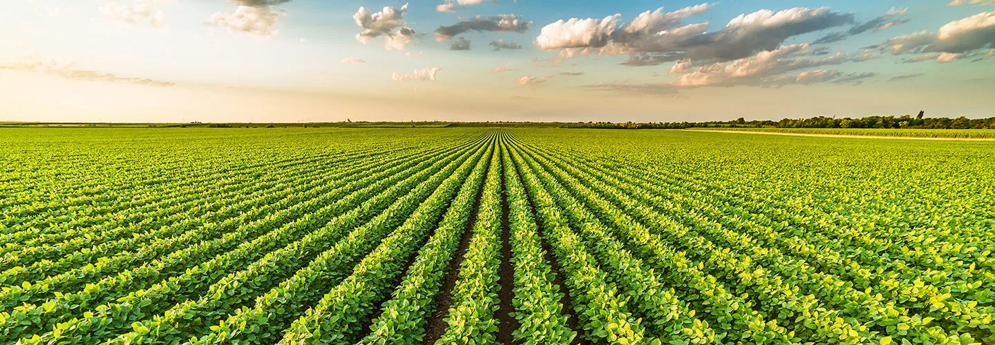 Field of row crops with the rows converging on the horizon