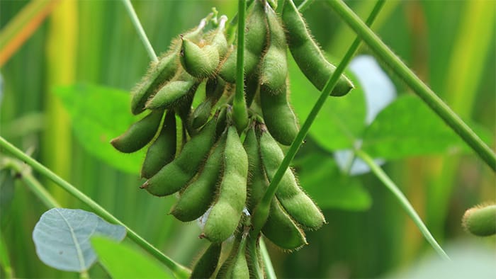 Soybeans