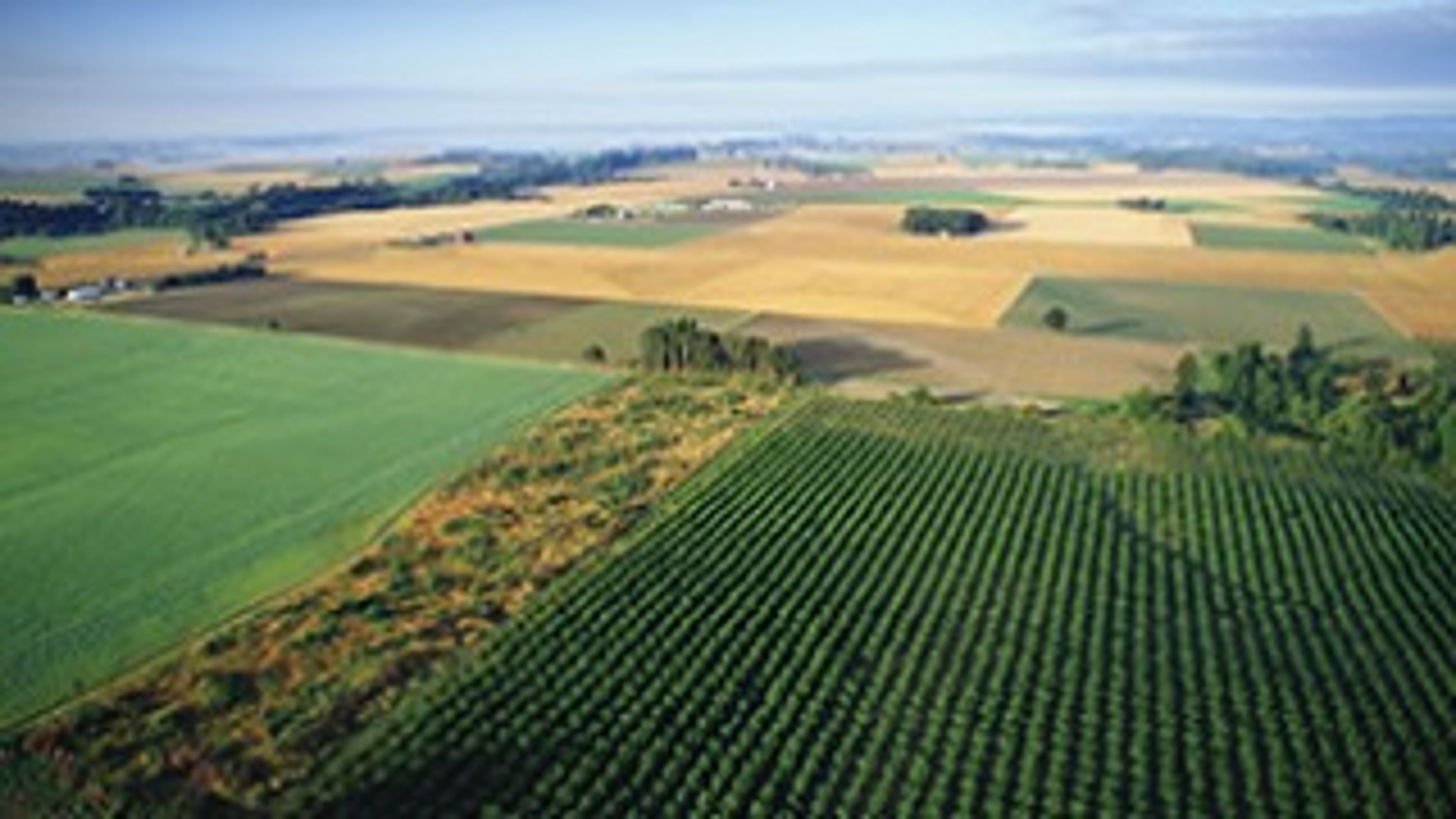 Aerial view of fields