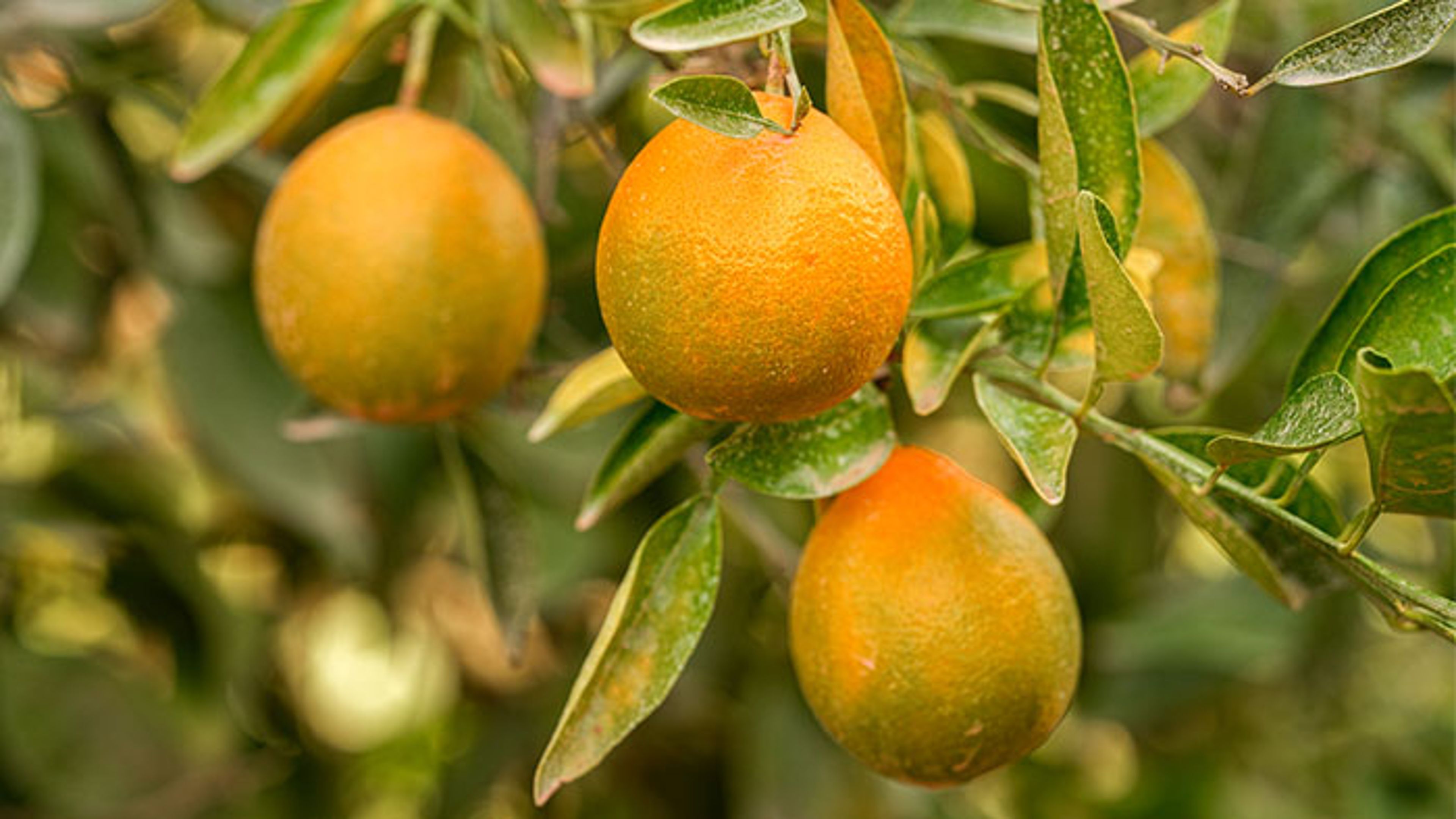 Oranges growing on tree in citrus orchard