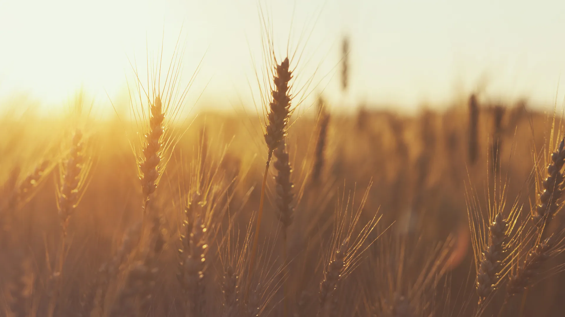 Wheat field at sunset